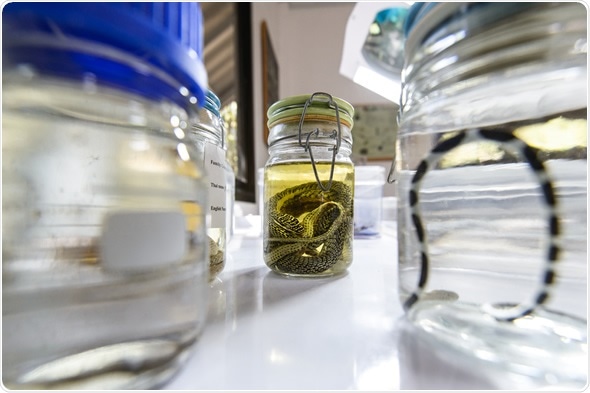 A laboratory specimen of a snake preserved in a solution of formaldehyde (methanol).